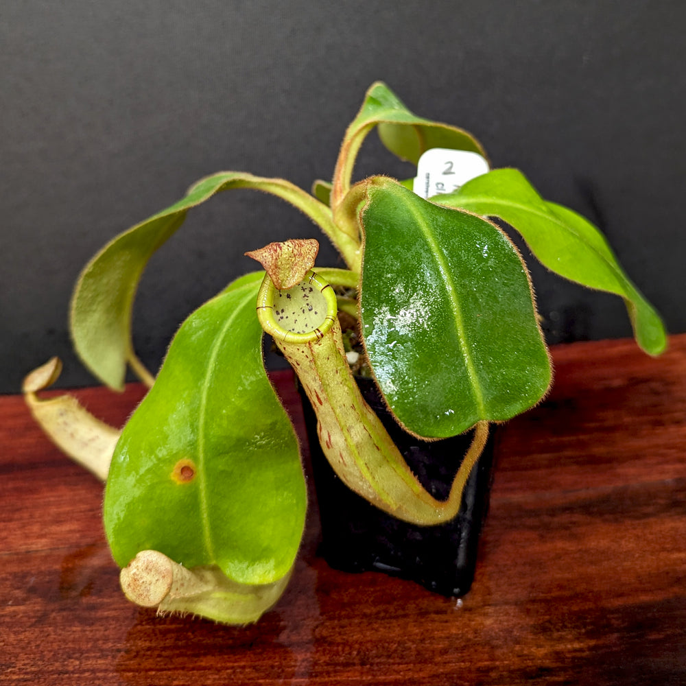 
                      
                        Nepenthes platychila x clipeata - Exact Plant
                      
                    