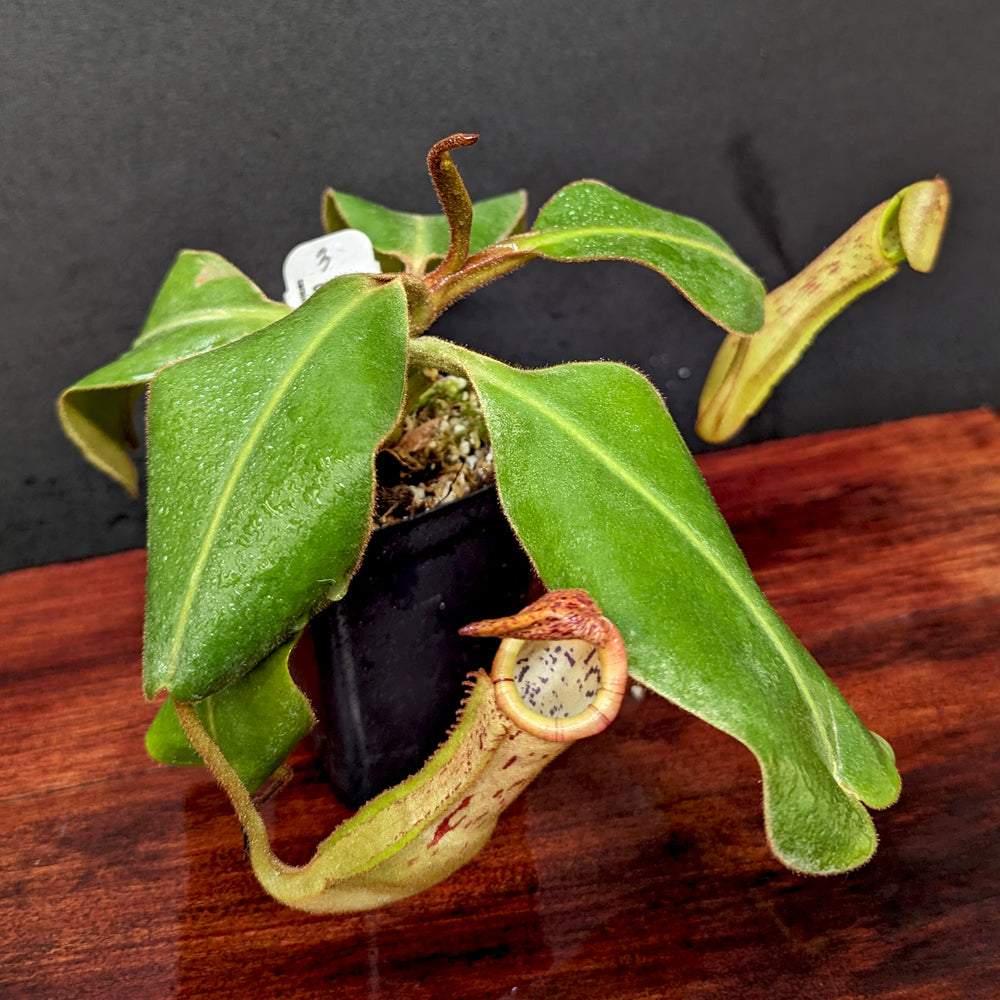 
                      
                        Nepenthes platychila x clipeata - Exact Plant
                      
                    