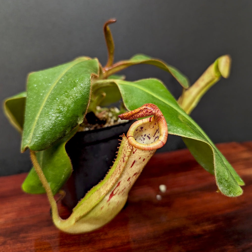 Nepenthes platychila x clipeata - Exact Plant