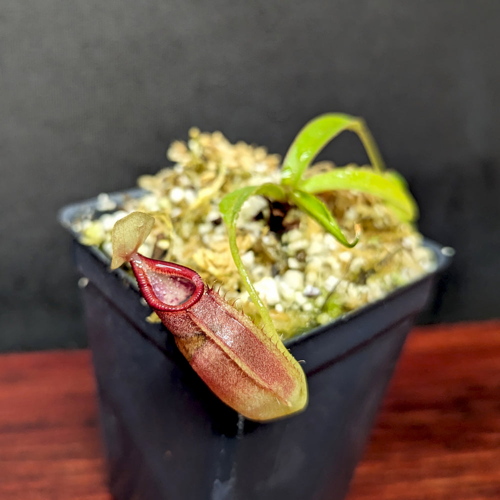 
                      
                        Nepenthes ovata, BE-4084
                      
                    