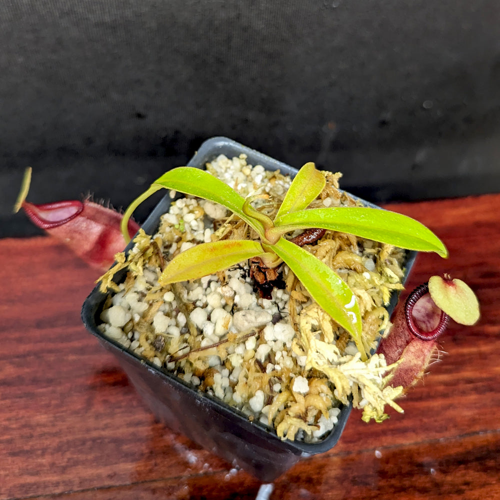 
                      
                        Nepenthes ovata, BE-4084
                      
                    