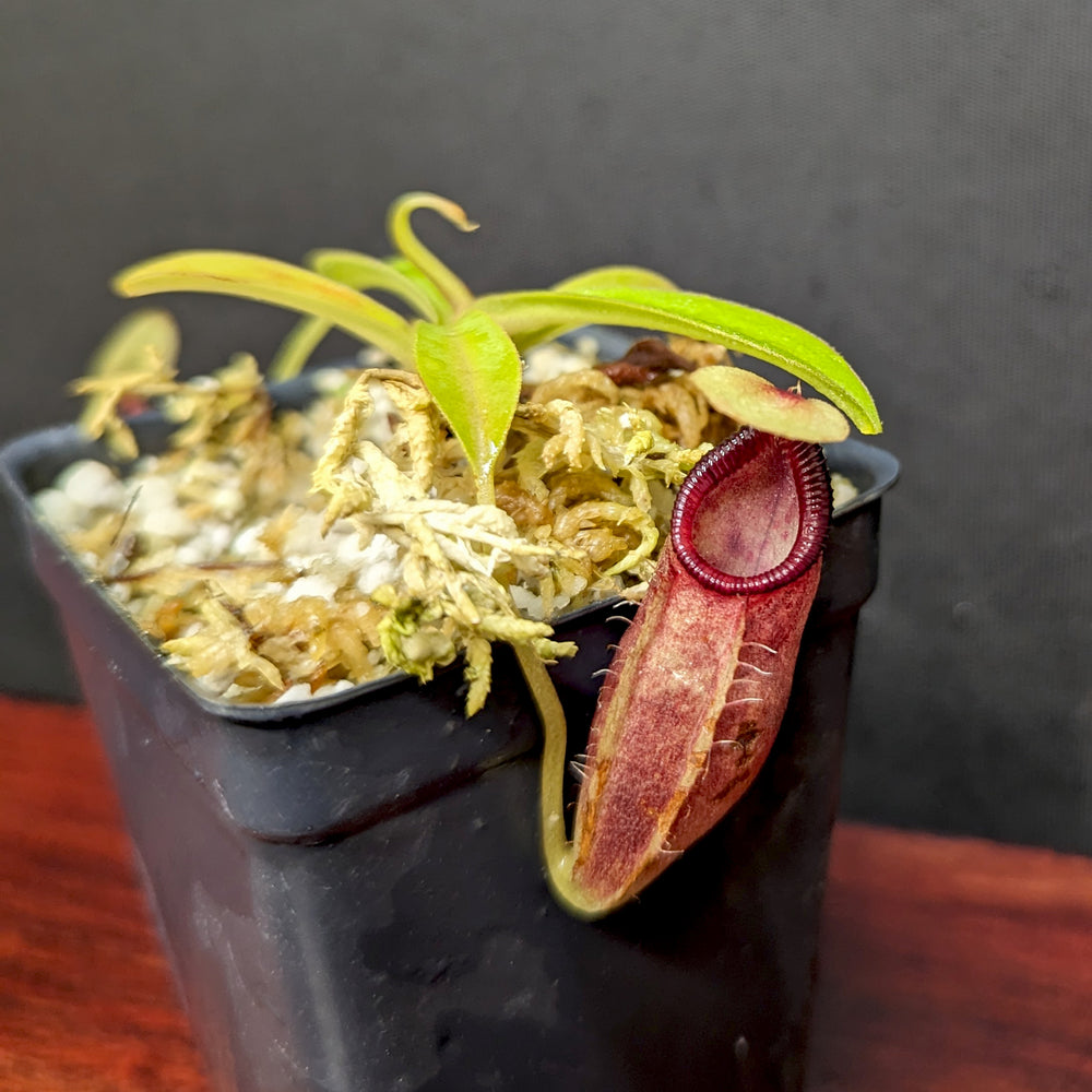 
                      
                        Nepenthes ovata, BE-4084
                      
                    