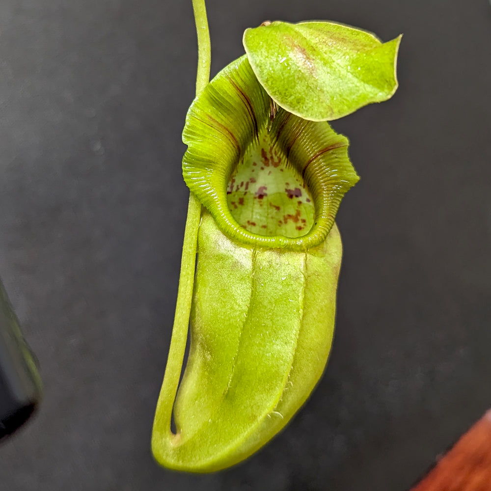 
                      
                        Nepenthes ovata, BE-4084
                      
                    