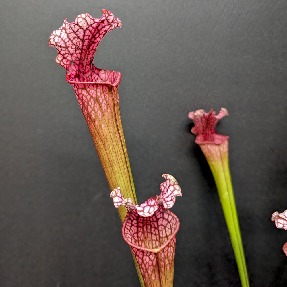 
                      
                        Sarracenia 'Dana's Delight'
                      
                    