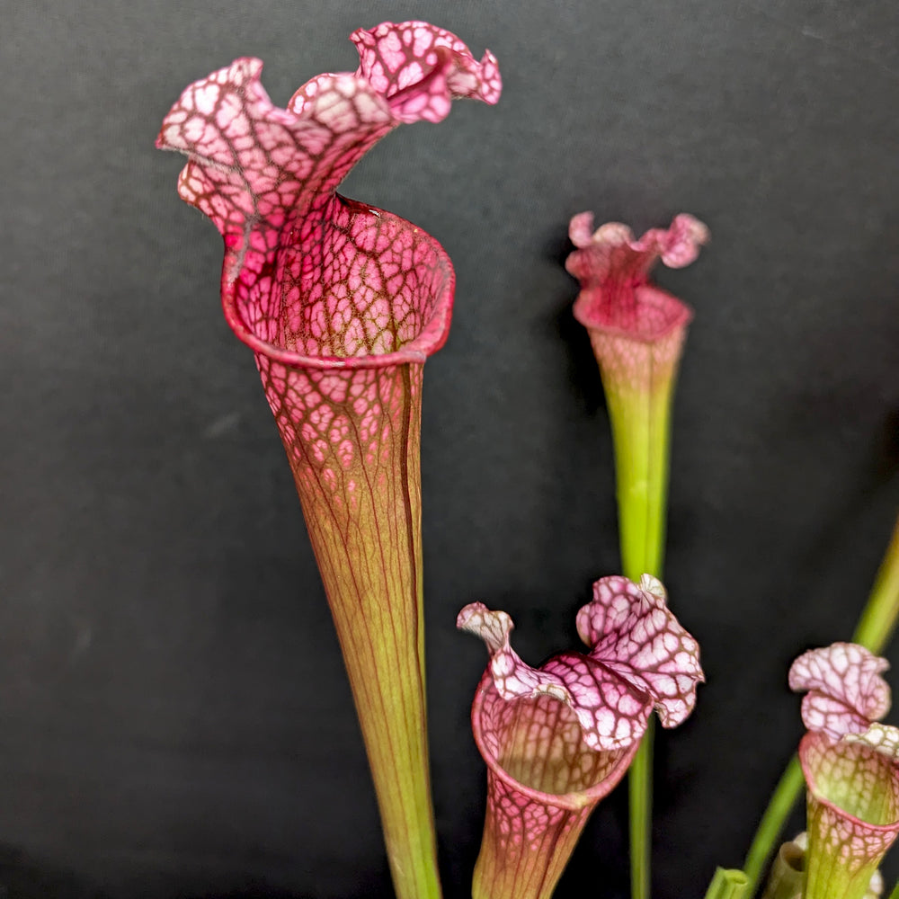 Sarracenia 'Dana's Delight'