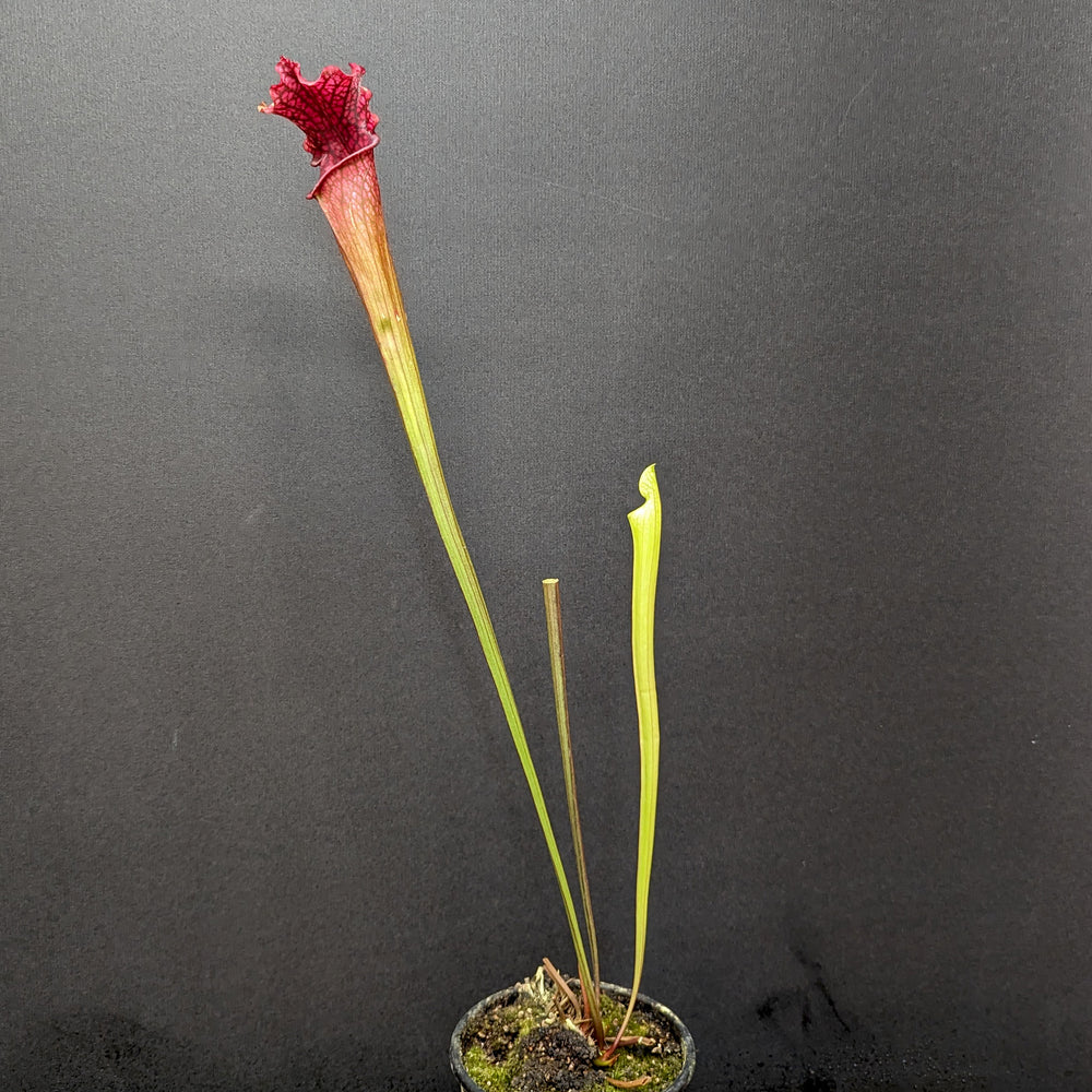 
                      
                        Sarracenia 'Dana's Delight'
                      
                    