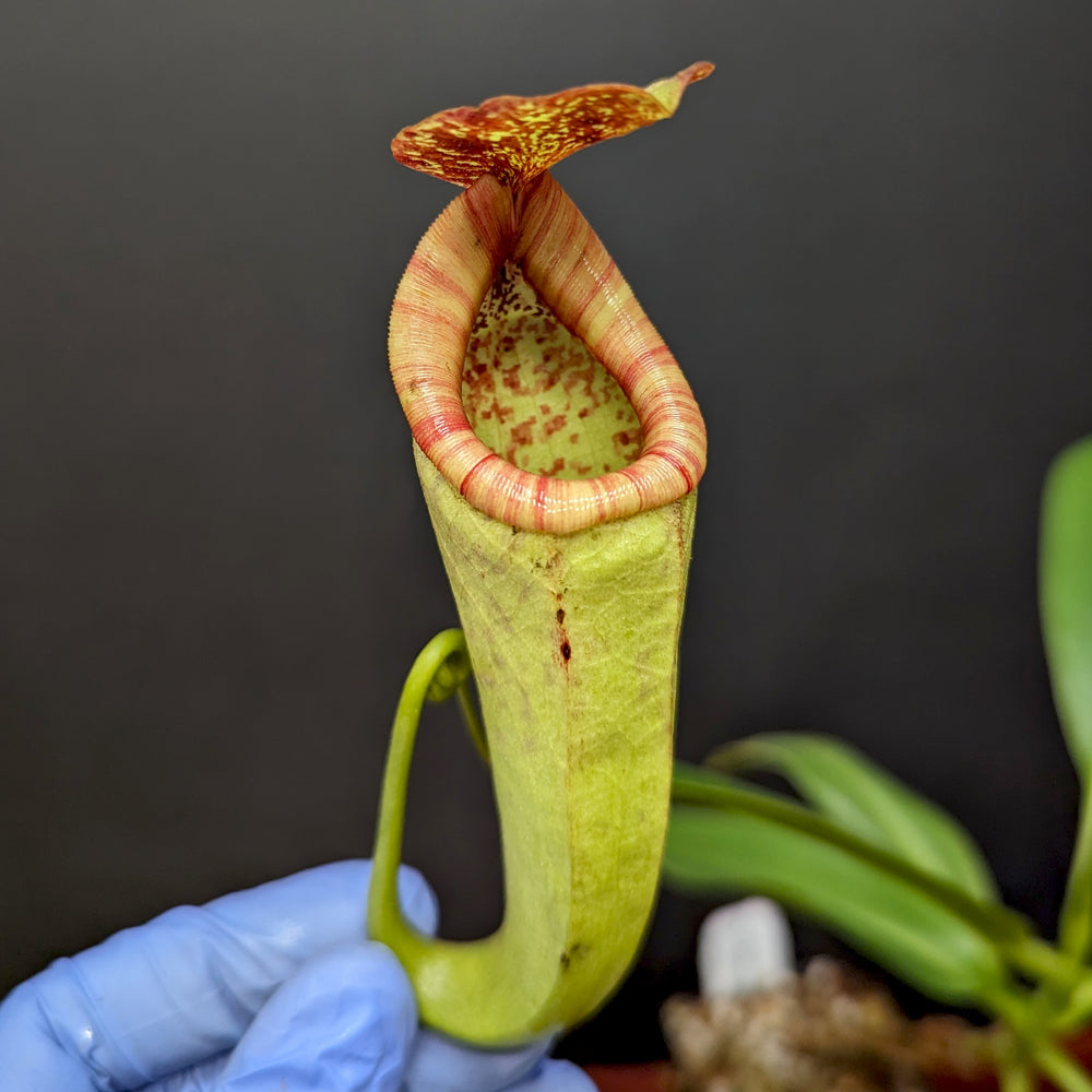 
                      
                        Nepenthes rokko x boschiana (f)
                      
                    