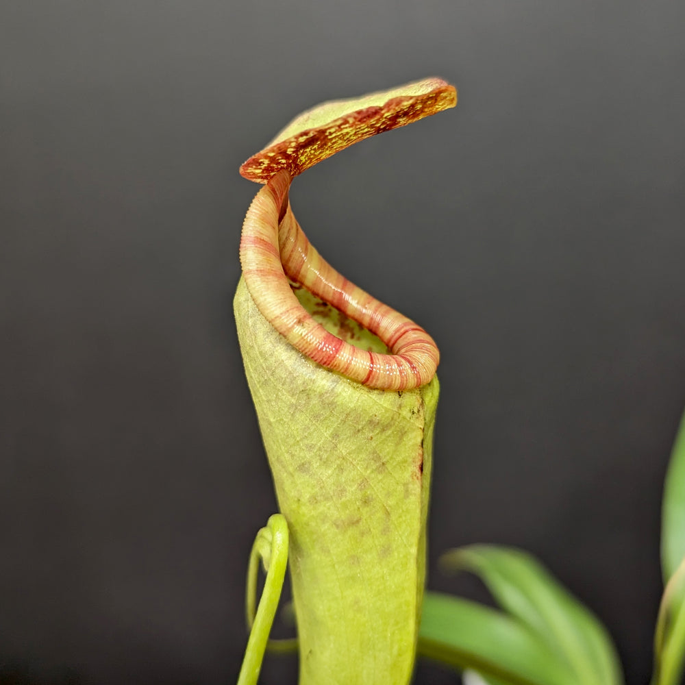 
                      
                        Nepenthes rokko x boschiana (f)
                      
                    