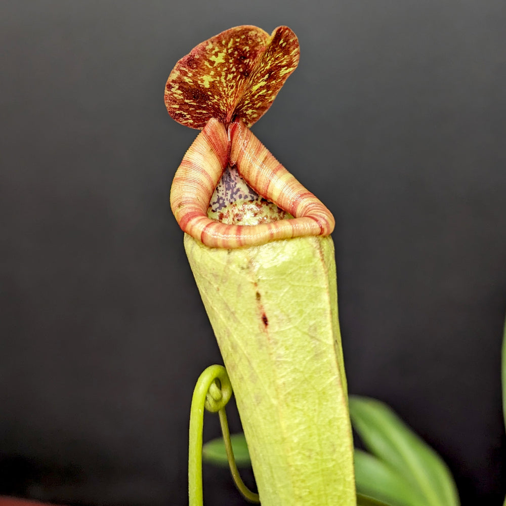 
                      
                        Nepenthes rokko x boschiana (f)
                      
                    