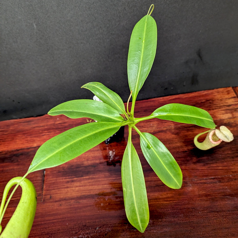 
                      
                        Nepenthes rokko x boschiana (f)
                      
                    