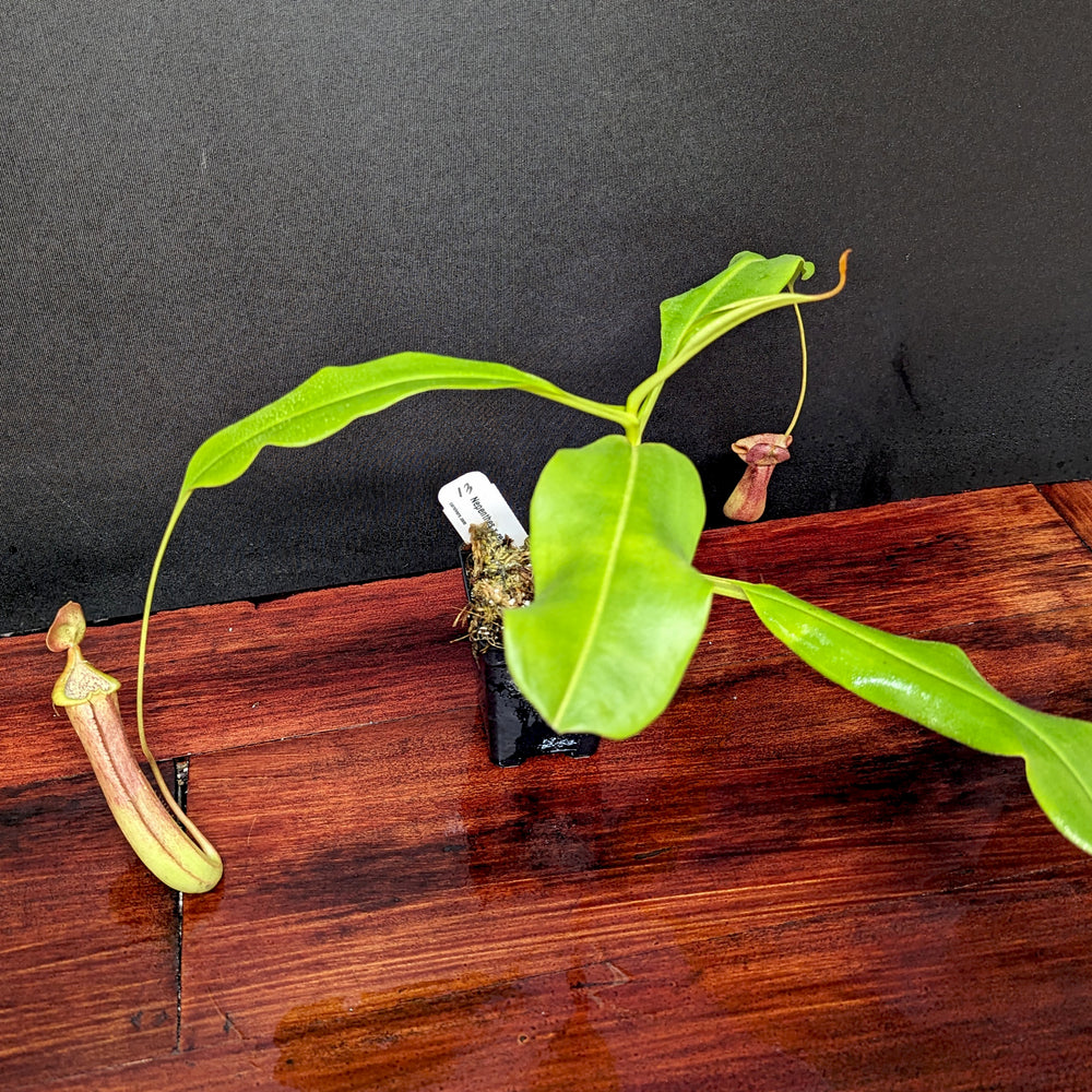 
                      
                        Nepenthes 'Red Dragon' - Exact Plant 09/15/23
                      
                    