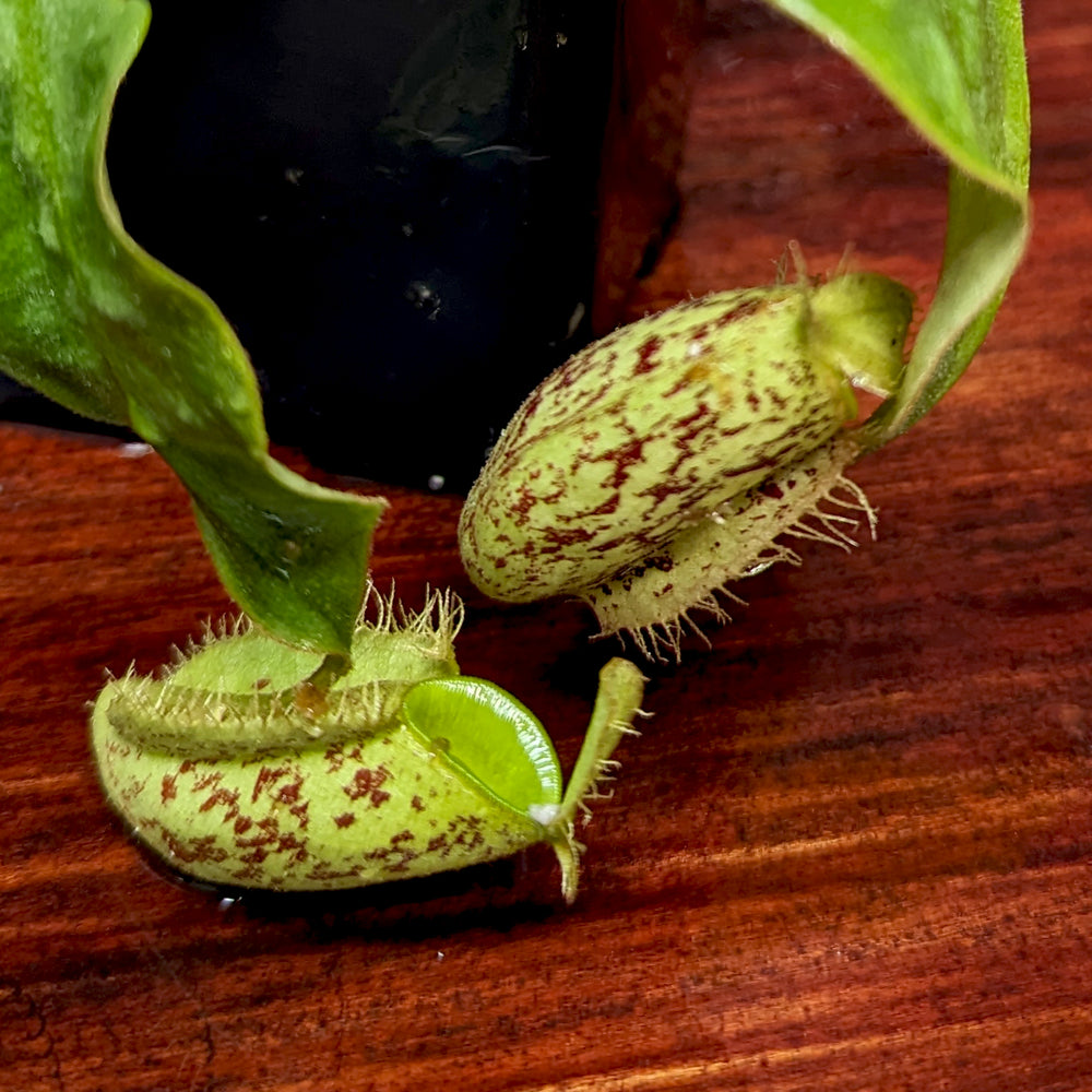 Nepenthes ampullaria Purple Striped x hamata katopasa, CAR-0382