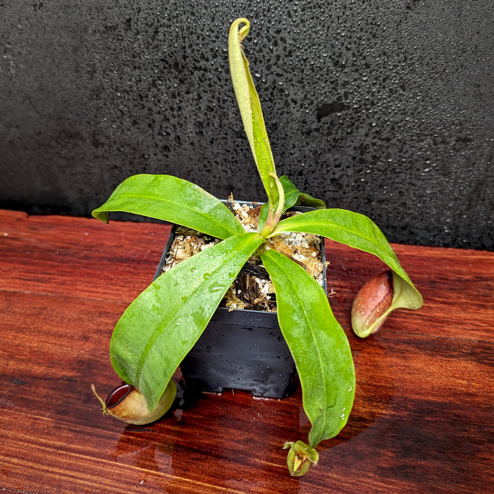 
                      
                        Nepenthes ampullaria Purple Striped x hamata katopasa, CAR-0382
                      
                    