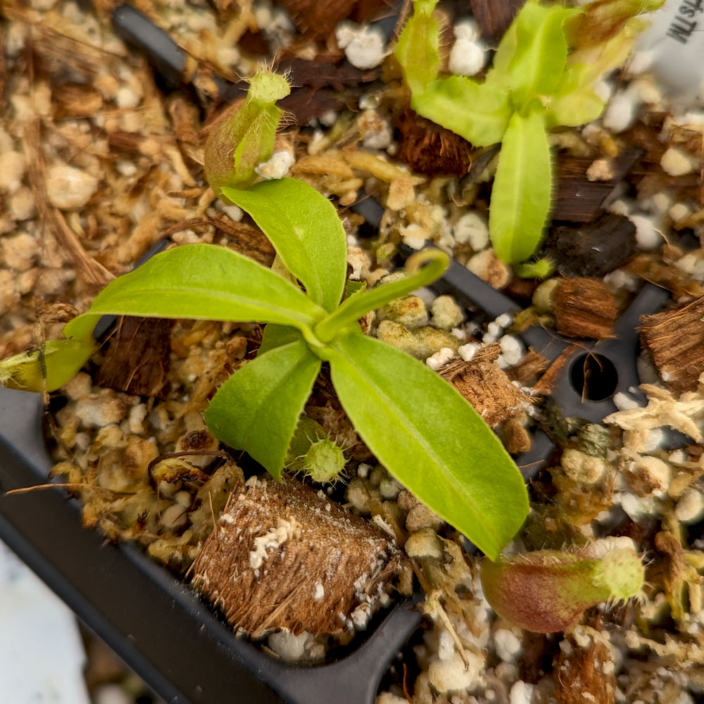 
                      
                        Nepenthes mirabilis var. echinostoma x {(Rokko x boschiana) x {[Rokko x (zakriana x spectabilis)] x TM}}, CAR-0217
                      
                    