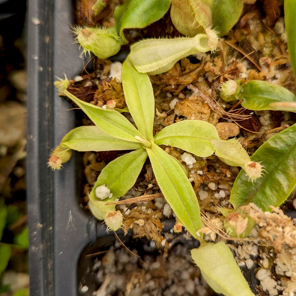 
                      
                        Nepenthes rafflesiana (JB x BE white), CAR-0387, pitcher plant, carnivorous plant, collectors plant, large pitchers, rare plants
                      
                    