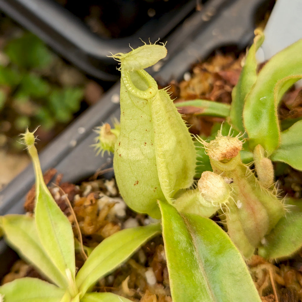 Nepenthes rafflesiana (JB x BE white), CAR-0387, pitcher plant, carnivorous plant, collectors plant, large pitchers, rare plants