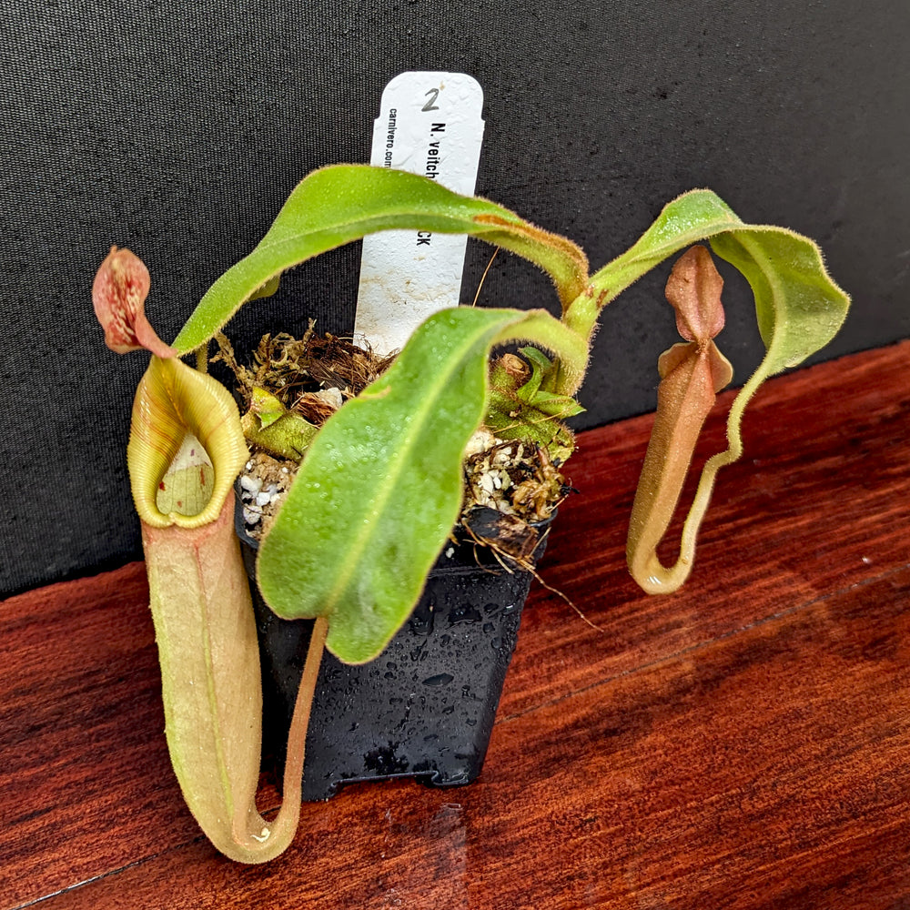 
                      
                        Nepenthes veitchii Bareo Highlands CK - Exact Plant 12/08/23
                      
                    