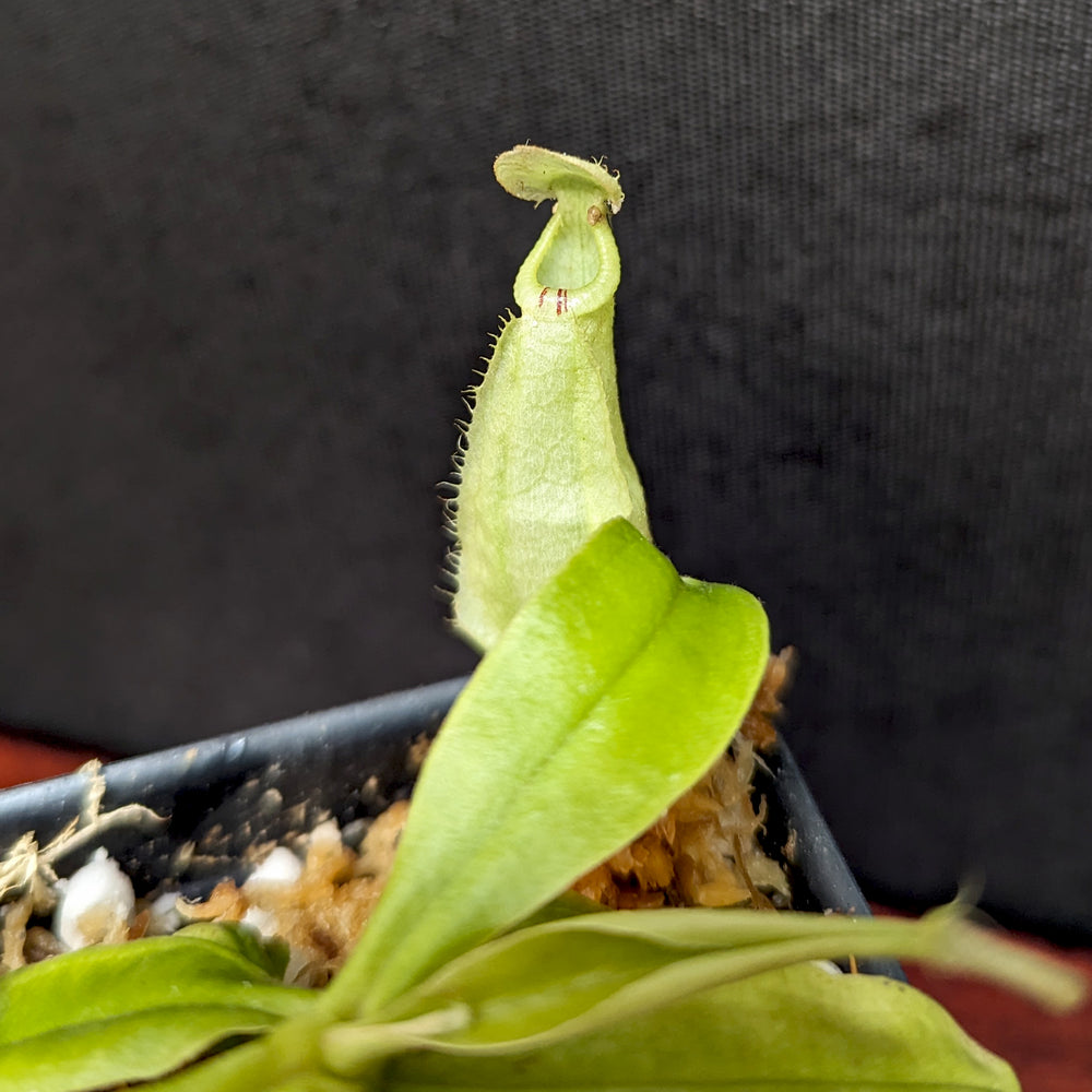 
                      
                        Nepenthes rafflesiana (JB x BE white), CAR-0387, pitcher plant, carnivorous plant, collectors plant, large pitchers, rare plants
                      
                    