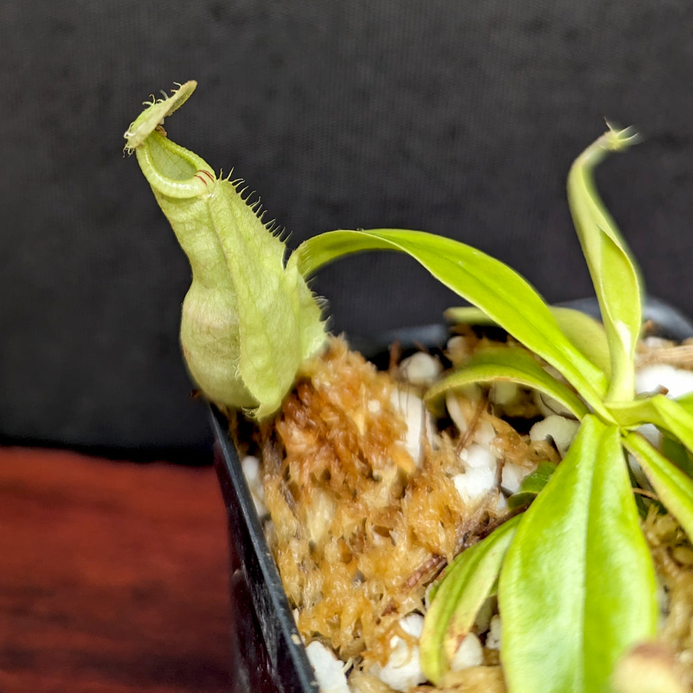 
                      
                        Nepenthes rafflesiana (JB x BE white), CAR-0387, pitcher plant, carnivorous plant, collectors plant, large pitchers, rare plants
                      
                    