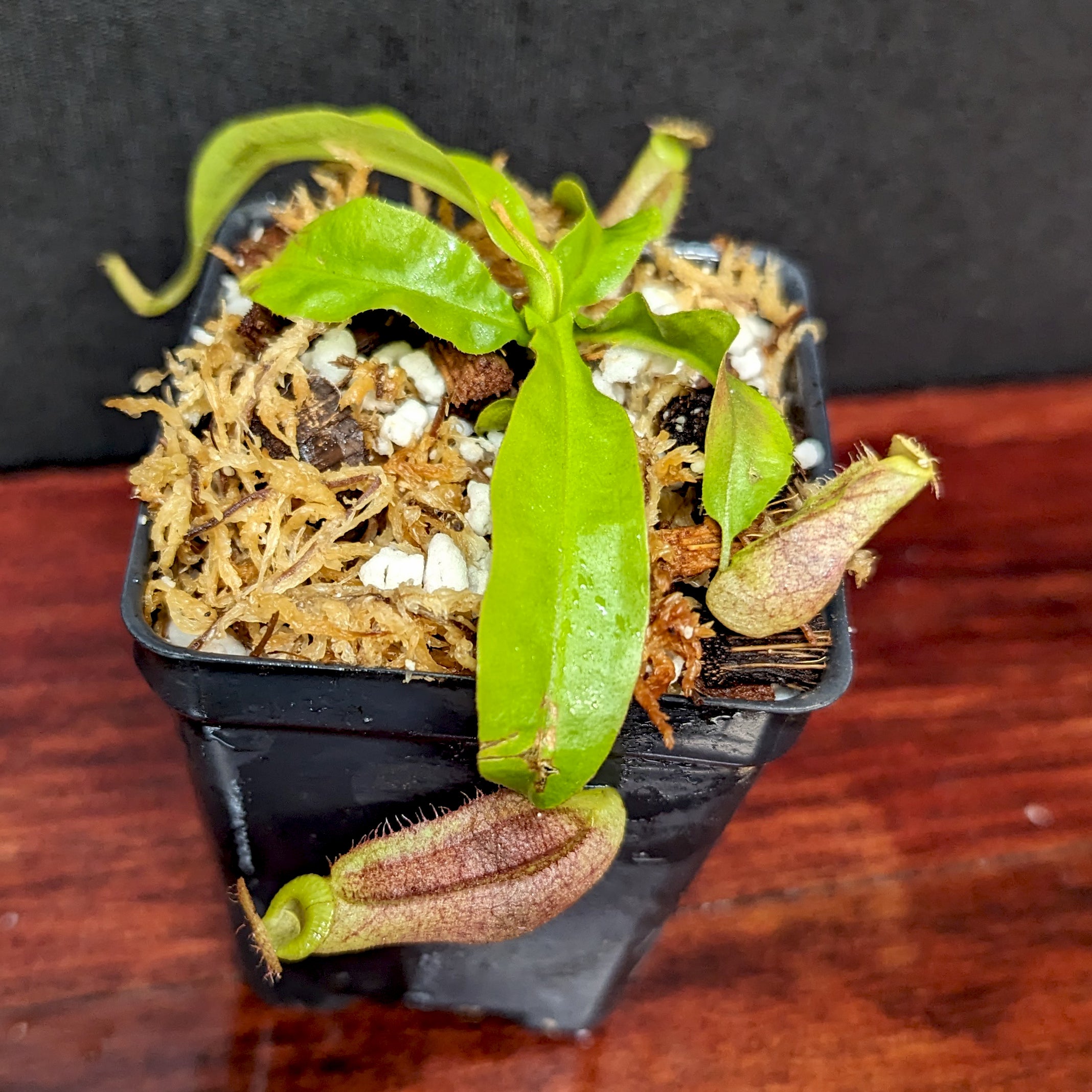 Nepenthes mirabilis var. echinostoma x {(Rokko x boschiana) x {[Rokko –  Carnivero