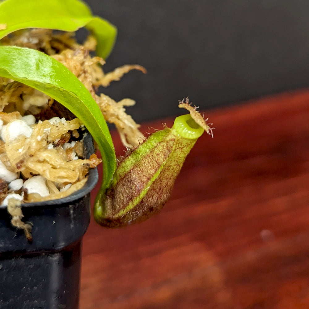 
                      
                        Nepenthes mirabilis var. echinostoma x {(Rokko x boschiana) x {[Rokko x (zakriana x spectabilis)] x TM}}, CAR-0217
                      
                    