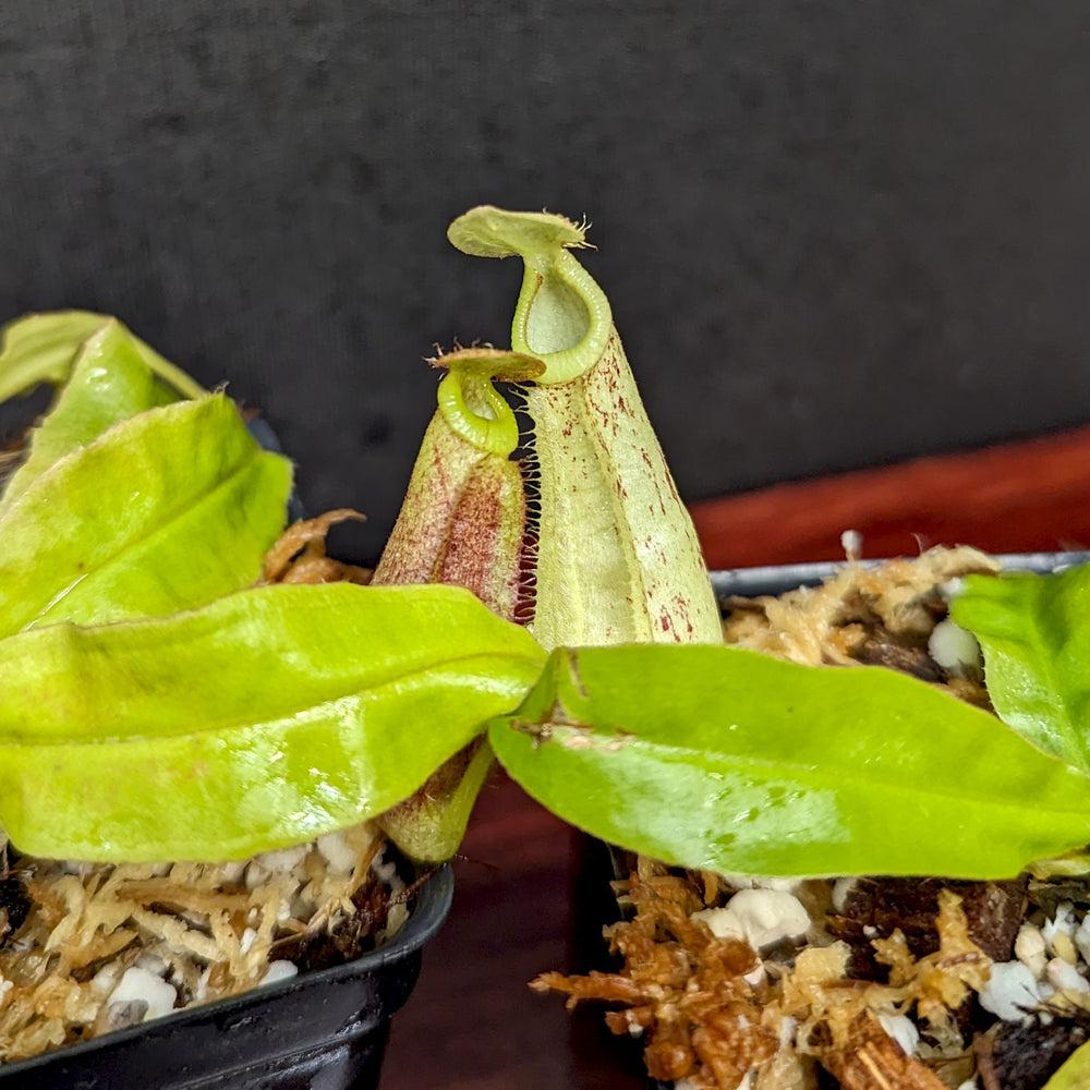 
                      
                        Nepenthes mirabilis var. echinostoma x {(Rokko x boschiana) x {[Rokko x (zakriana x spectabilis)] x TM}}, CAR-0217
                      
                    