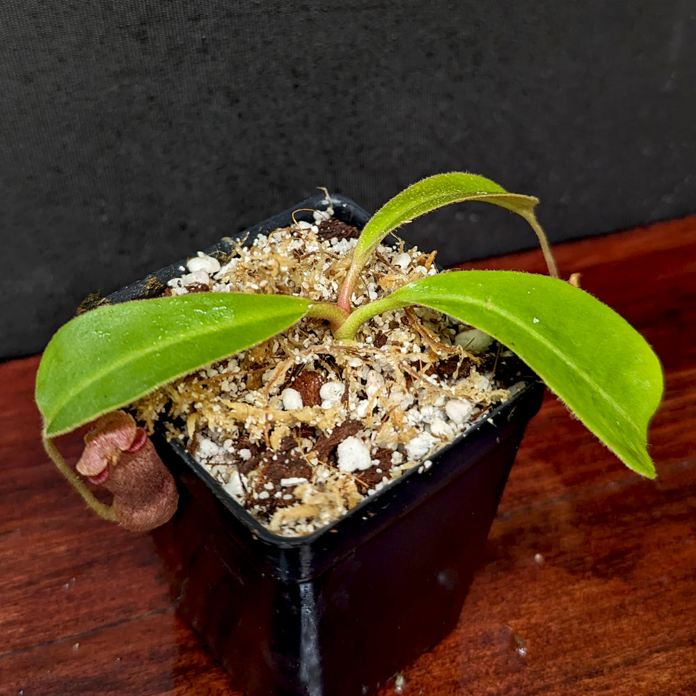 
                      
                        Nepenthes Song of Melancholy x (sibuyanensis x truncata), CAR-0047
                      
                    