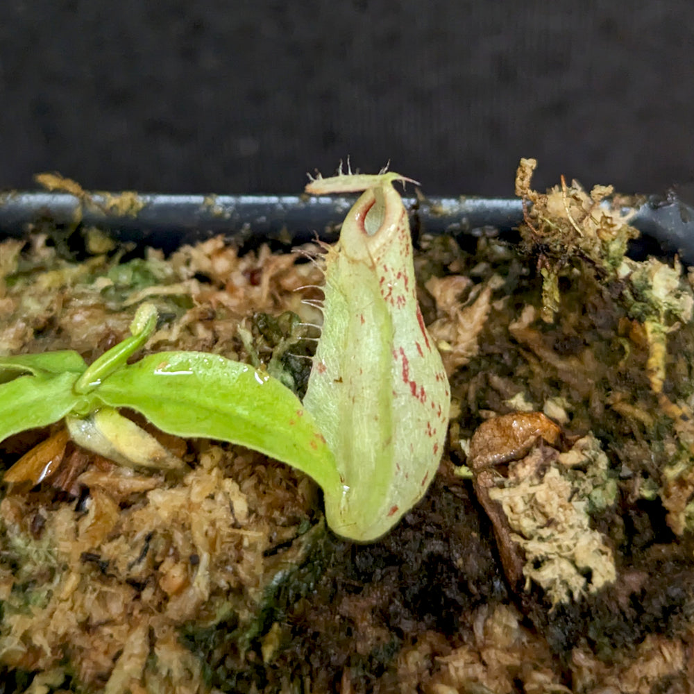 
                      
                        Nepenthes ('Viking' x ampullaria) x ampullaria "Fire", CAR-0389
                      
                    