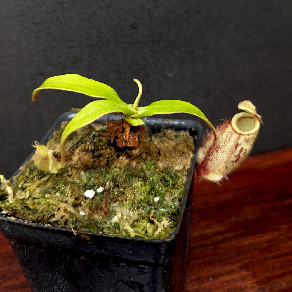 
                      
                        Nepenthes ('Viking' x ampullaria) x ampullaria "Fire", CAR-0389
                      
                    