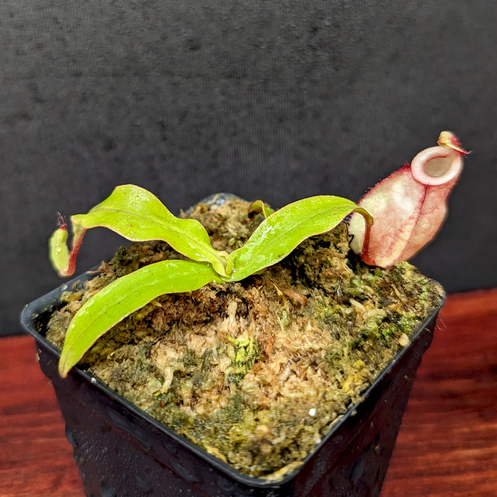 
                      
                        Nepenthes ('Viking' x ampullaria) x ampullaria "Fire", CAR-0389
                      
                    