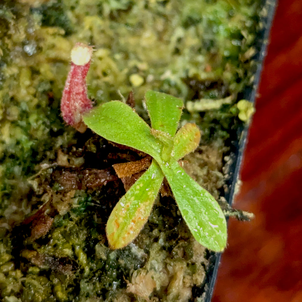 
                      
                        Nepenthes 'Lady Luck' x ampullaria 'Black Miracle', CAR-0390
                      
                    