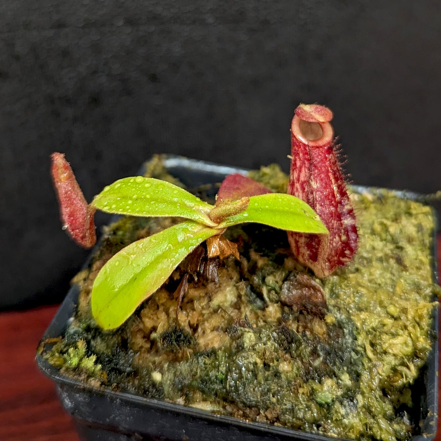 Nepenthes 'Lady Luck' x ampullaria 'Black Miracle', CAR-0390