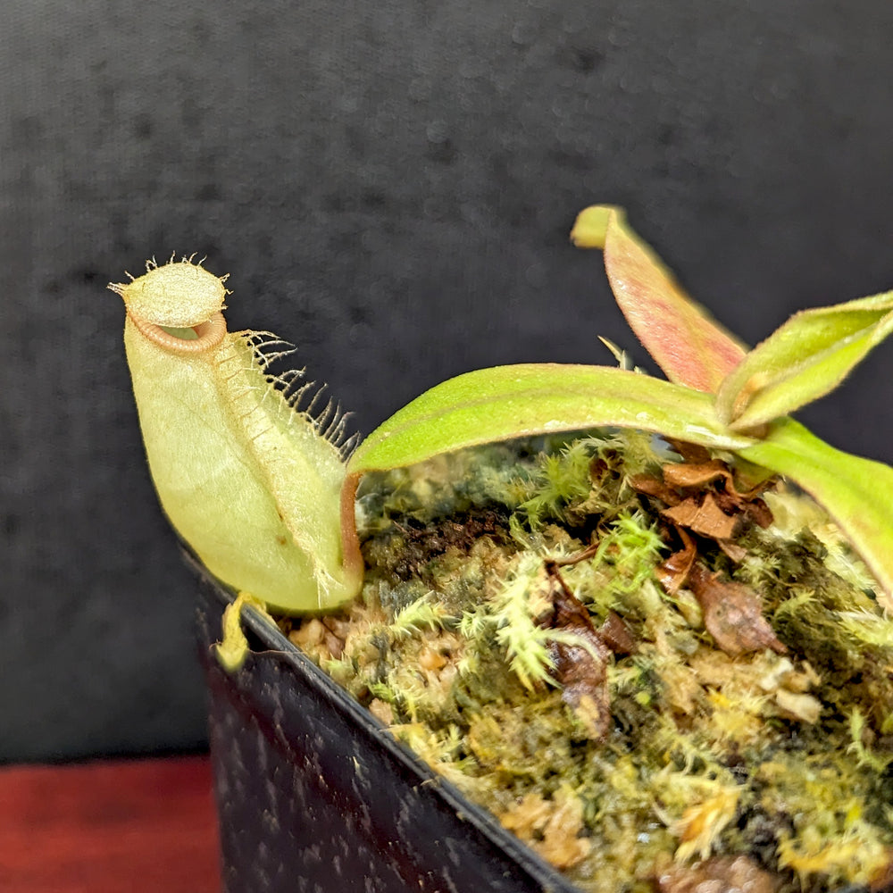 
                      
                        Nepenthes 'Lady Luck' x ampullaria 'Black Miracle', CAR-0390
                      
                    