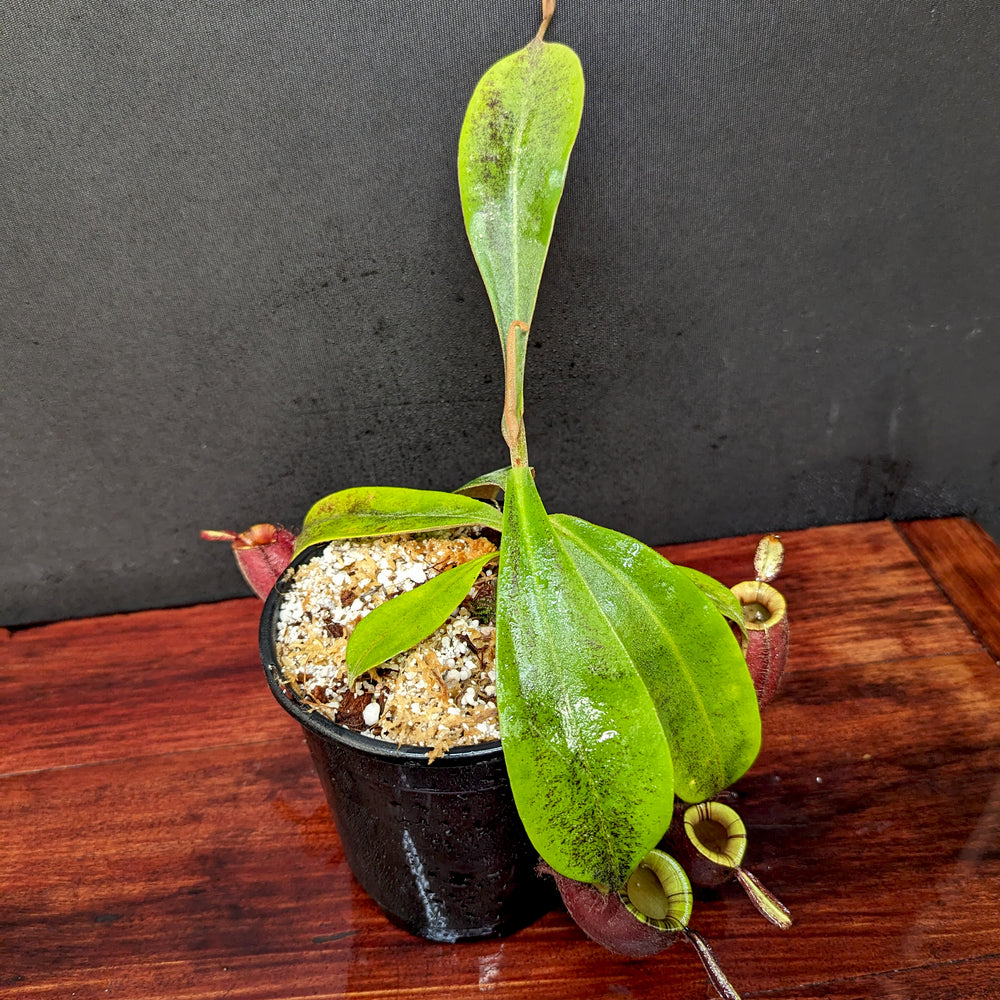 
                      
                        Nepenthes ampullaria (Red x Black Miracle)
                      
                    