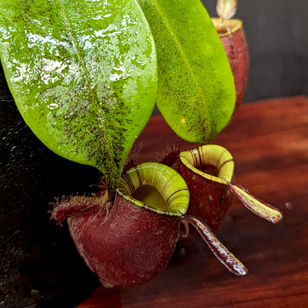 
                      
                        Nepenthes ampullaria (Red x Black Miracle)
                      
                    