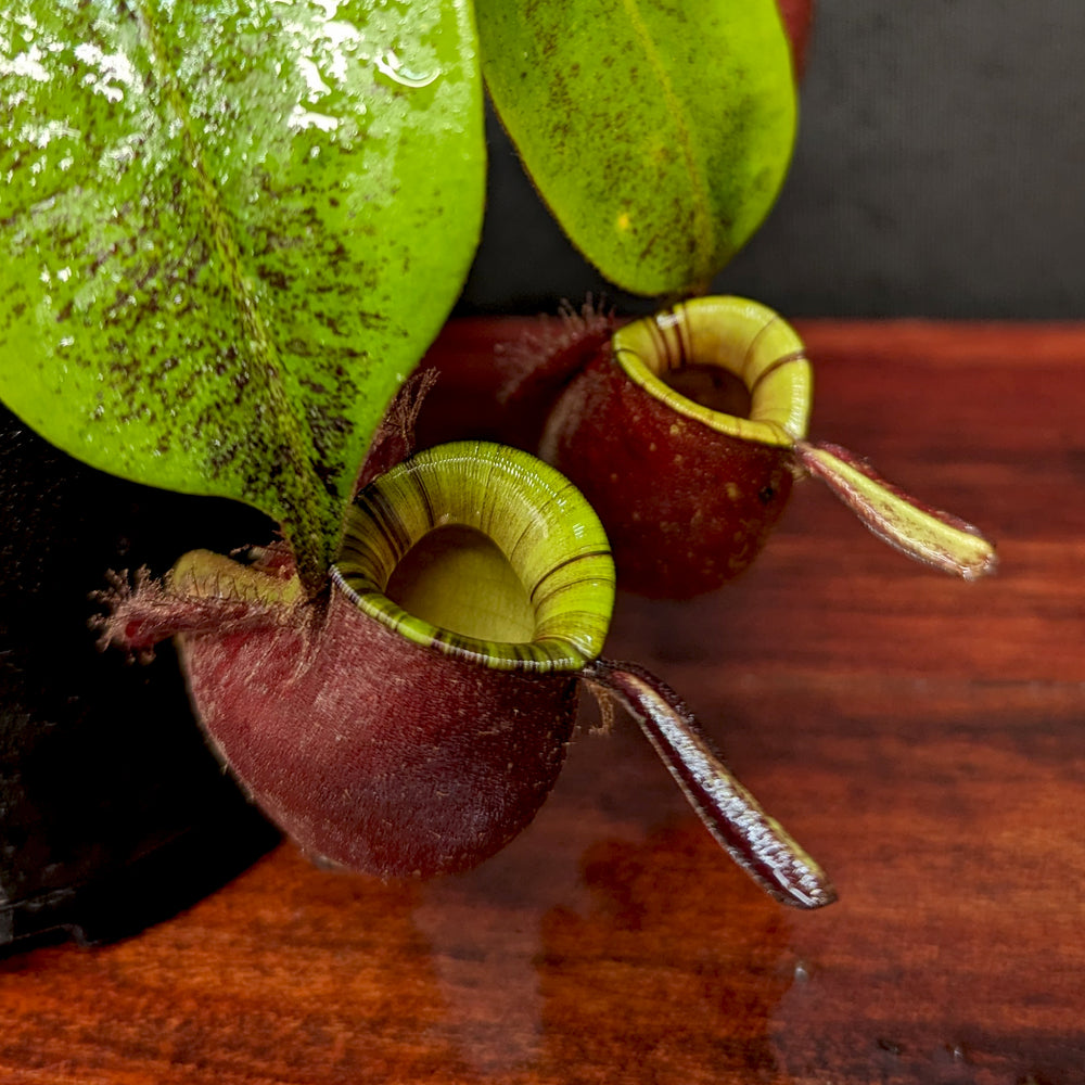 
                      
                        Nepenthes ampullaria (Red x Black Miracle)
                      
                    