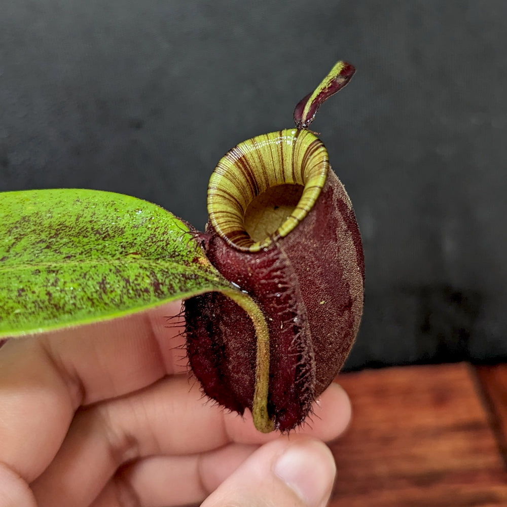 
                      
                        Nepenthes ampullaria (Red x Black Miracle)
                      
                    