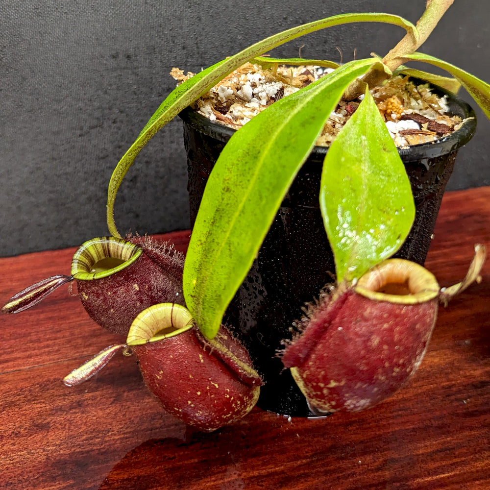 
                      
                        Nepenthes ampullaria (Red x Black Miracle)
                      
                    