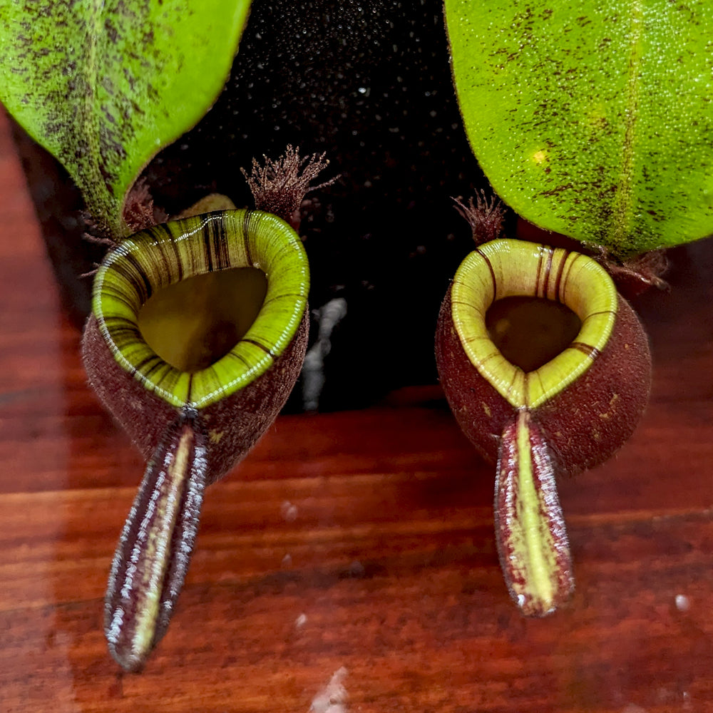 
                      
                        Nepenthes ampullaria (Red x Black Miracle)
                      
                    