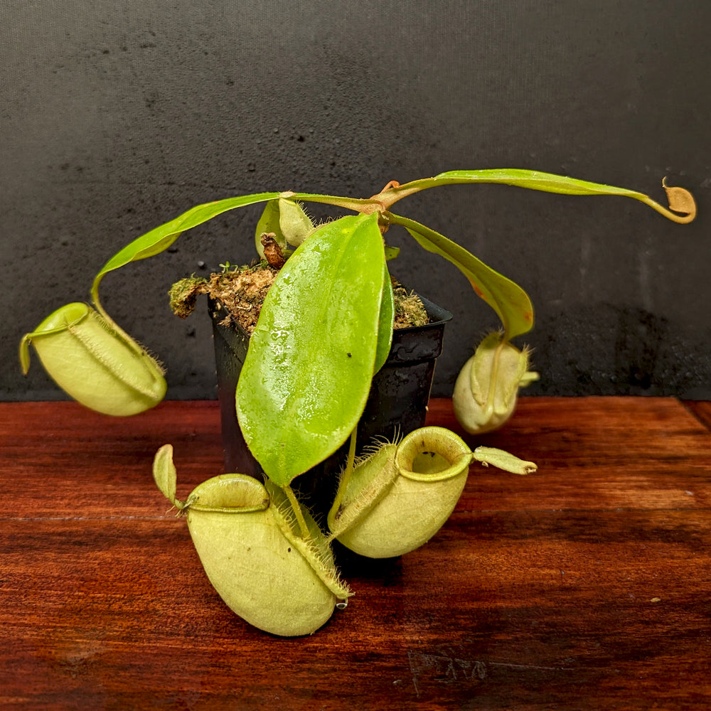 
                      
                        Nepenthes ampullaria (Red x Black Miracle)
                      
                    