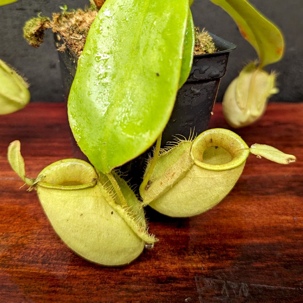 
                      
                        Nepenthes ampullaria (Red x Black Miracle)
                      
                    