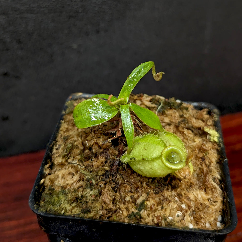 
                      
                        Nepenthes ampullaria (Red x Black Miracle)
                      
                    