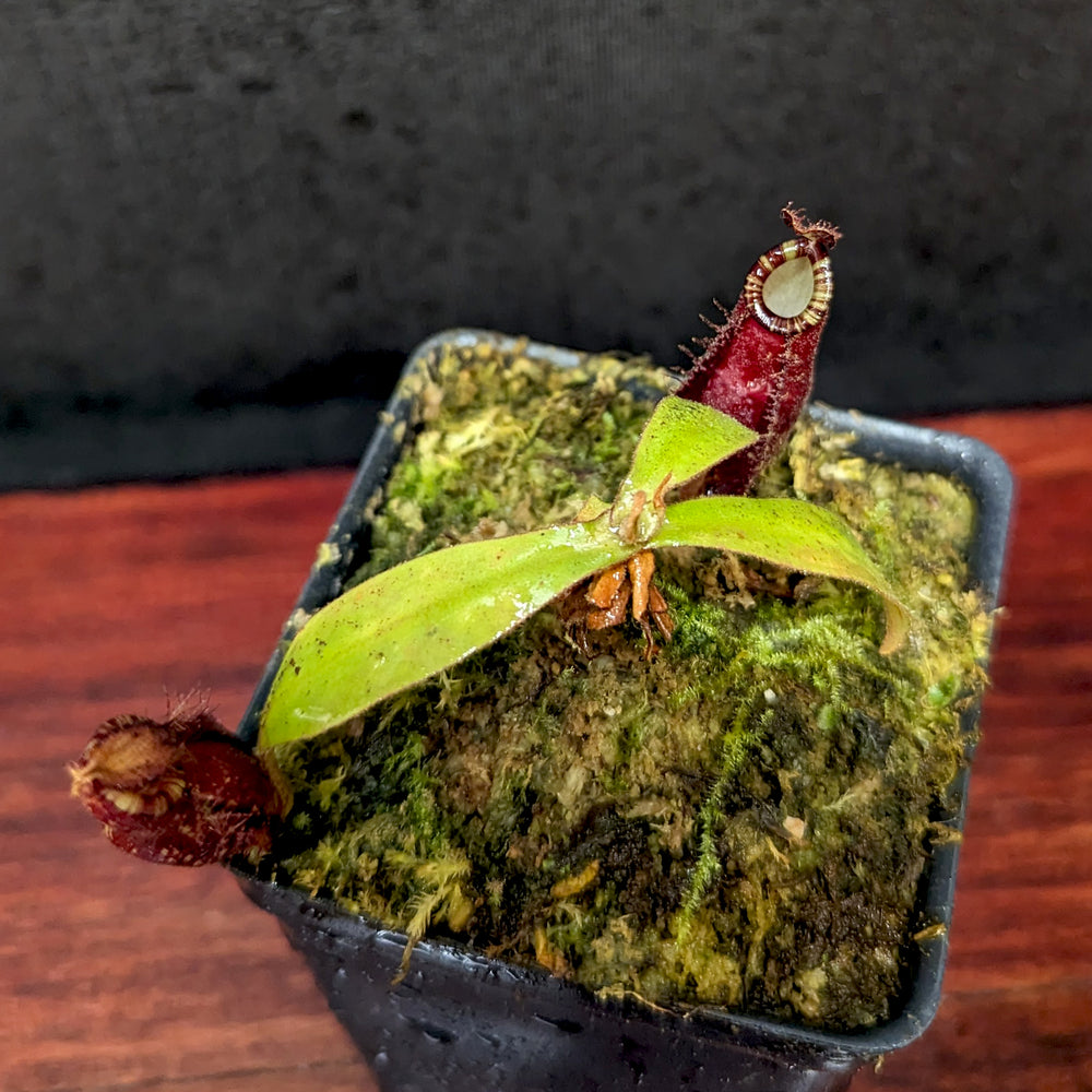 
                      
                        Nepenthes ampullaria (Red x Black Miracle)
                      
                    