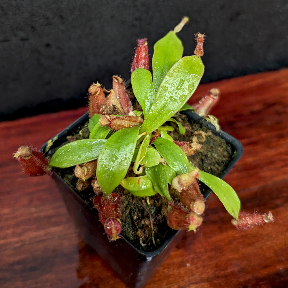 
                      
                        Nepenthes ampullaria (Red x Black Miracle)
                      
                    