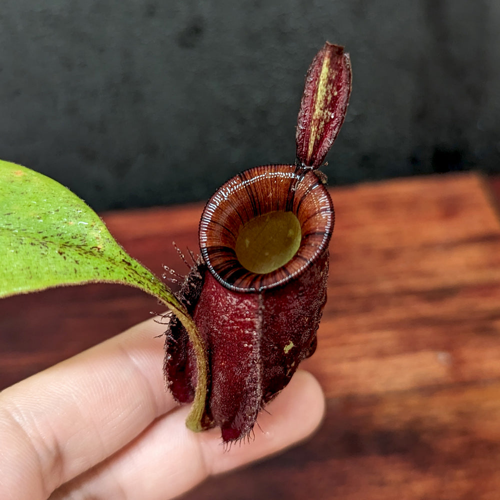 
                      
                        Nepenthes ampullaria (Red x Black Miracle)
                      
                    