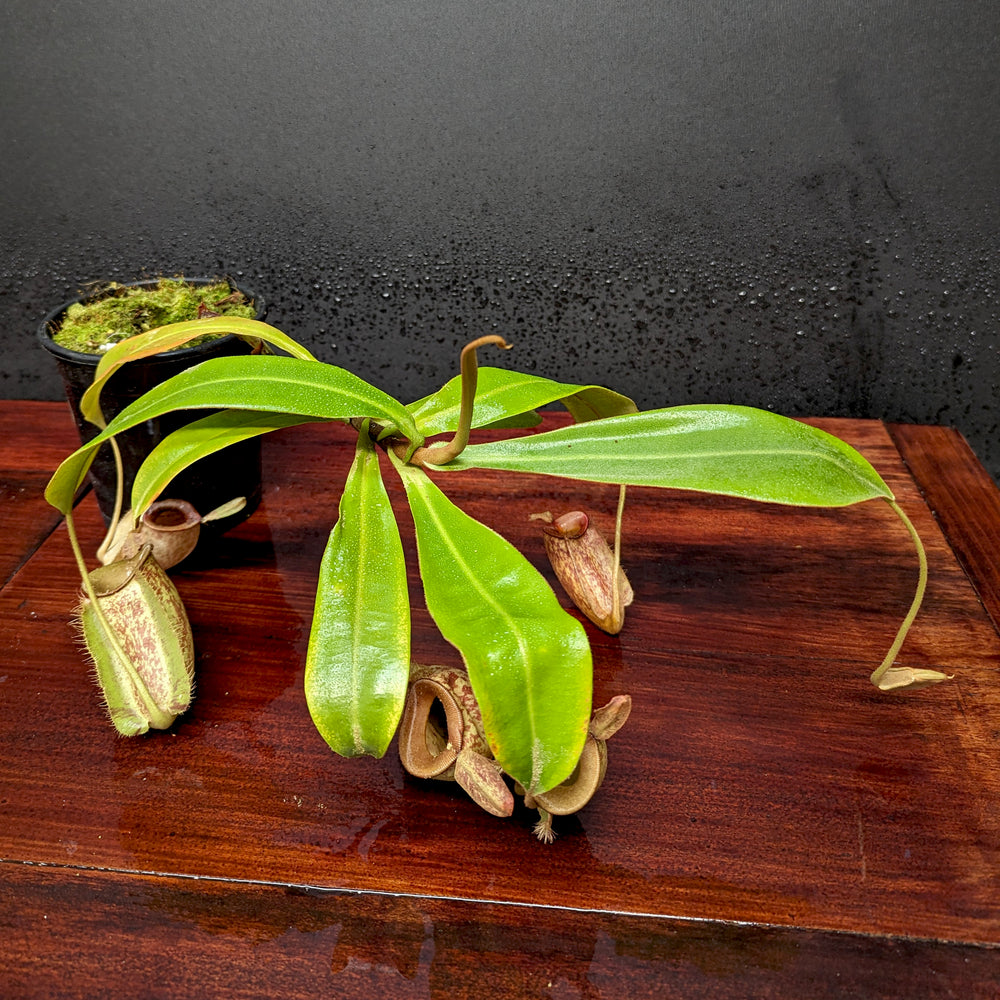 Nepenthes ampullaria Nabire Bronze, BE-3304