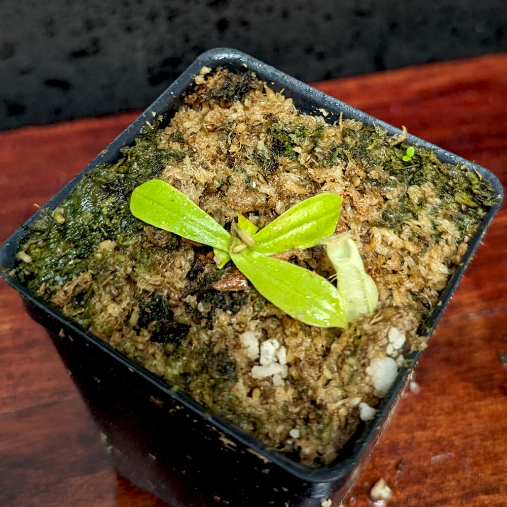 
                      
                        Nepenthes ampullaria [(William's Red x Harlequin) x purple stripe #1], CAR-0393
                      
                    