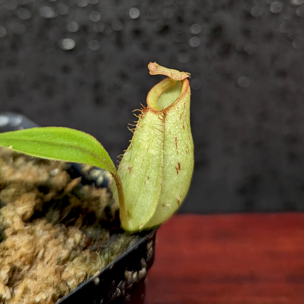 
                      
                        Nepenthes ampullaria [(William's Red x Harlequin) x purple stripe #1], CAR-0393
                      
                    