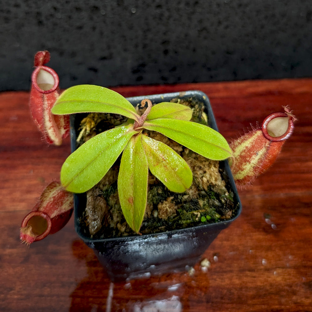 Nepenthes ampullaria [(William's Red x Harlequin) x purple stripe #1], CAR-0393