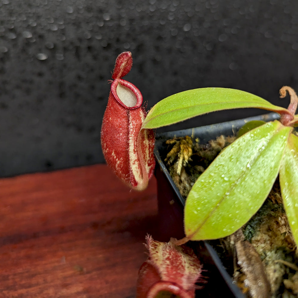 
                      
                        Nepenthes ampullaria [(William's Red x Harlequin) x purple stripe #1], CAR-0393
                      
                    